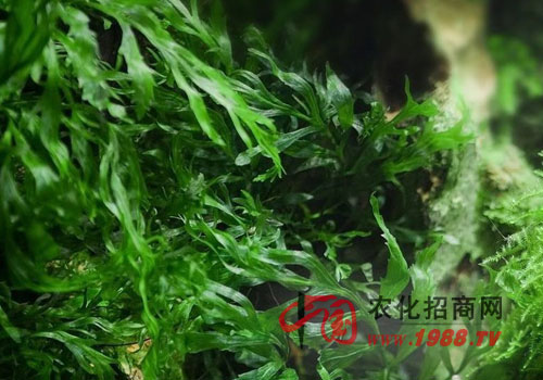 黑木蕨的种植要点