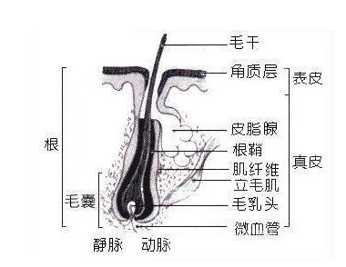 请问 发根 发梢 发尾 分别在那个位置啊