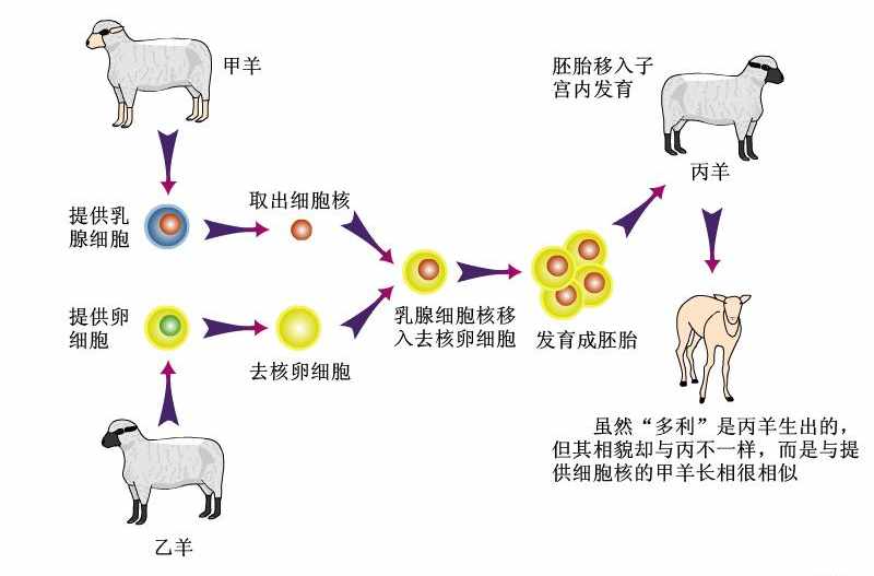 什么是克隆？