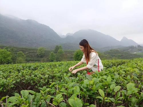 “茶叶女”是如何行骗的？为什么这么多人上当呢？