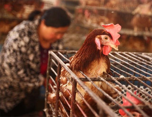 禽流感2018最新消息：H5N6病毒是什么？