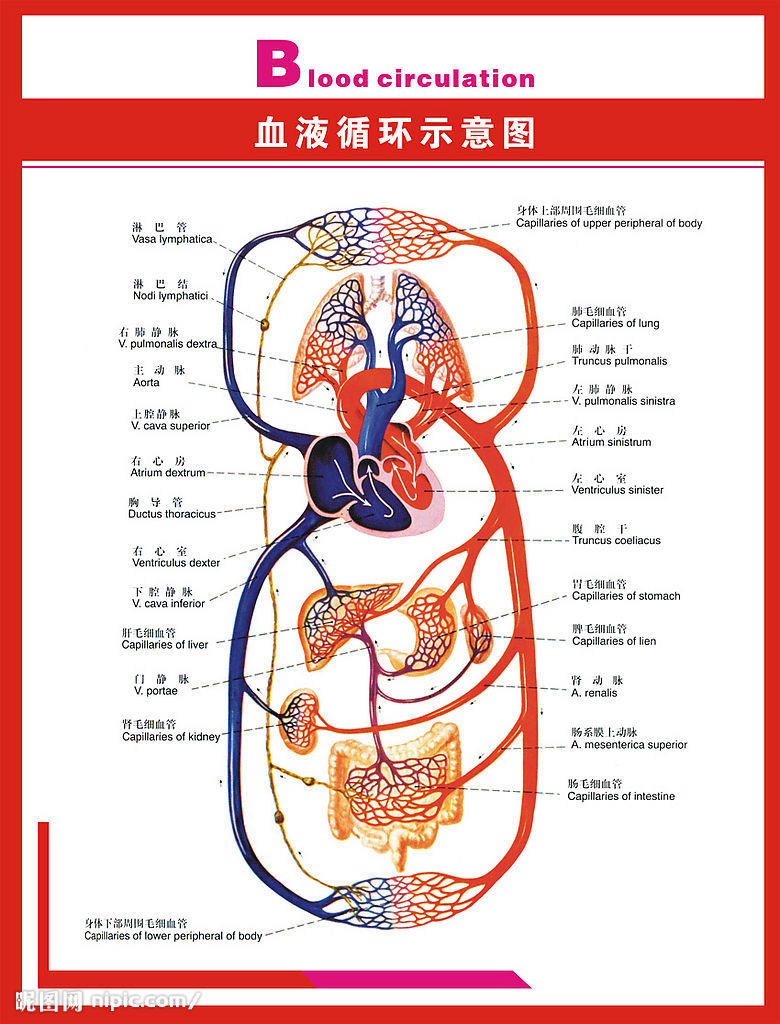 血液循环途径示意图