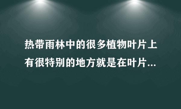 热带雨林中的很多植物叶片上有很特别的地方就是在叶片顶端会拖出一根细长的尖