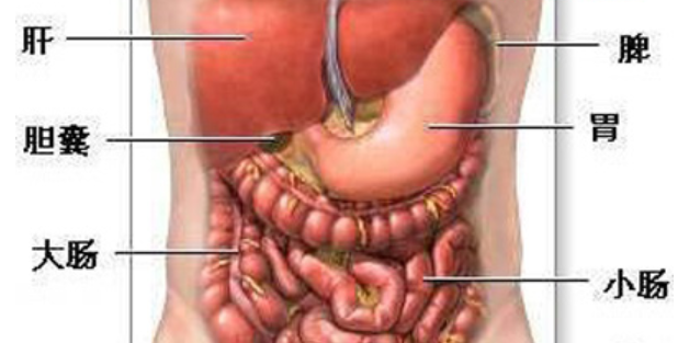 男人的胃在什么位置？最好有图