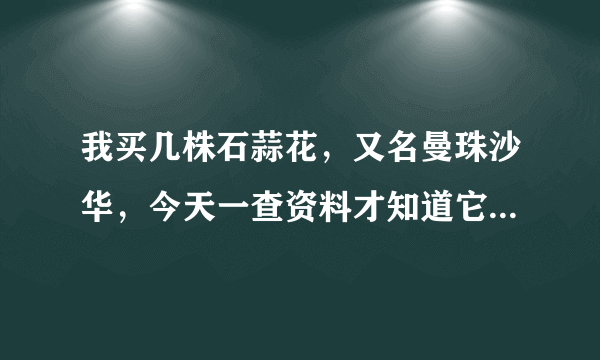 我买几株石蒜花，又名曼珠沙华，今天一查资料才知道它又叫死人花，要是种了在家·会不会不吉利呢？