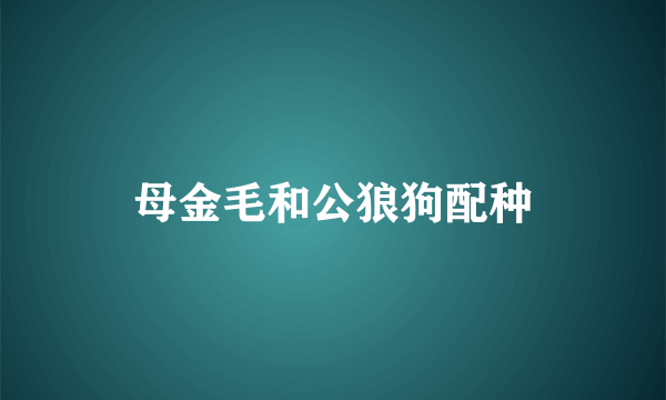 母金毛和公狼狗配种