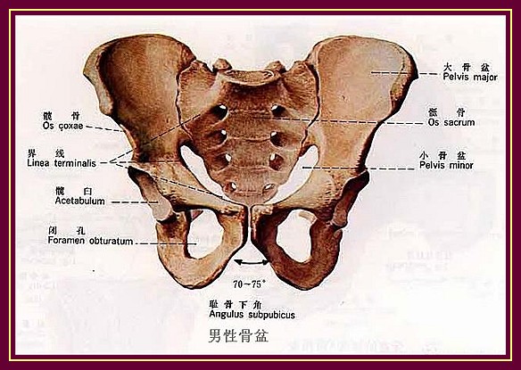 请问腰骶骨的位置在哪里？